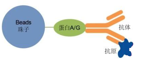 免疫沉淀（ip）实验：CoIP、RIP、CHIP的区别