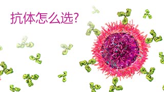 实际科研应用时抗体怎么选择？