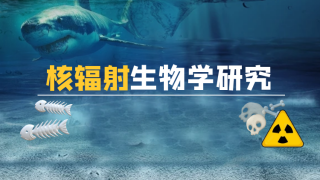 如何检测核辐射对细胞和免疫系统的影响？