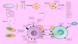 系统性红斑狼疮相关指标Embio试剂盒