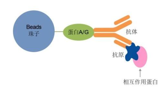 免疫共沉淀